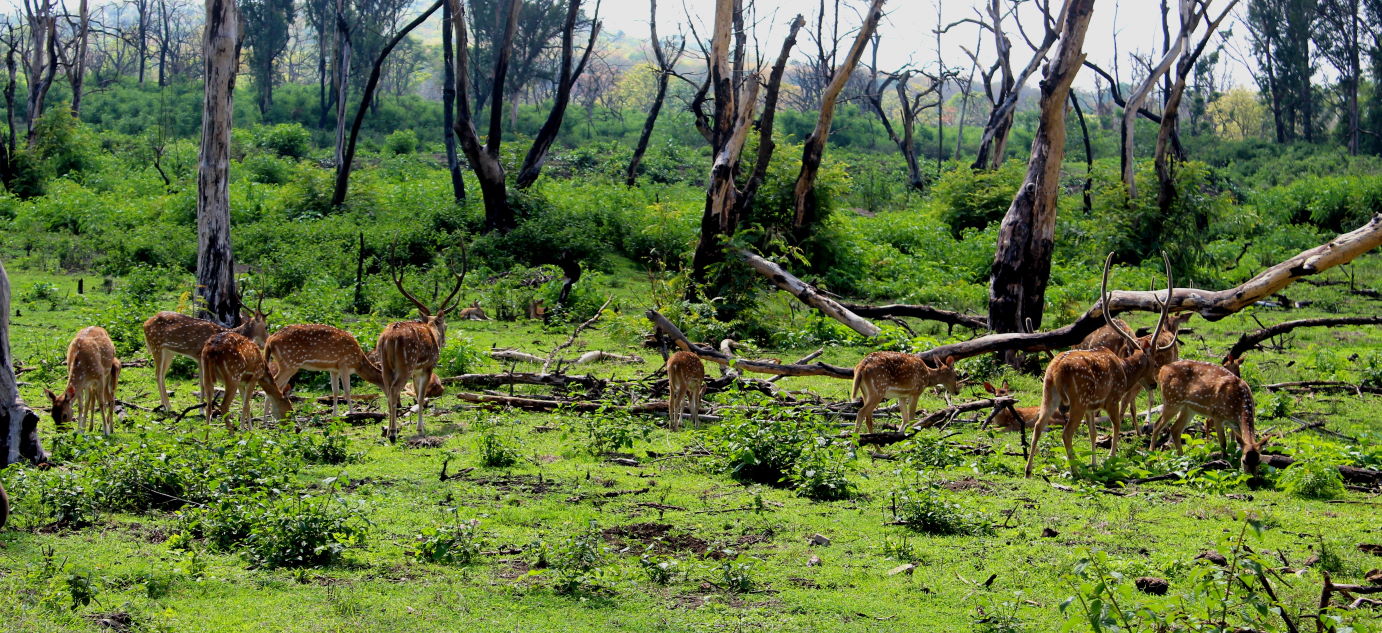 Essence of South Cycle Tour - Ride along the scenic countryside of South India