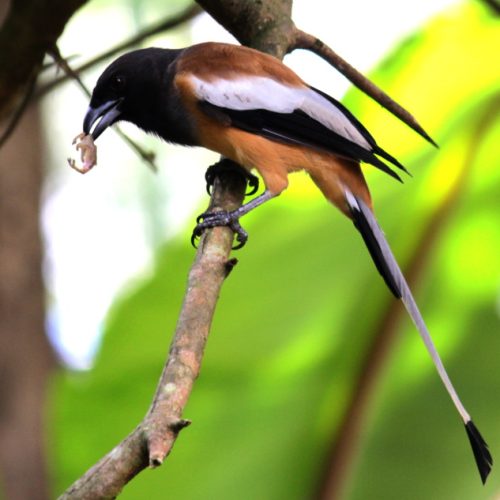 Birding in Thattekad