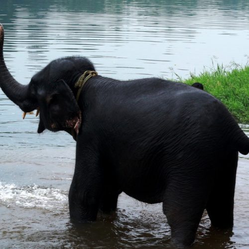A Day with an Elephant